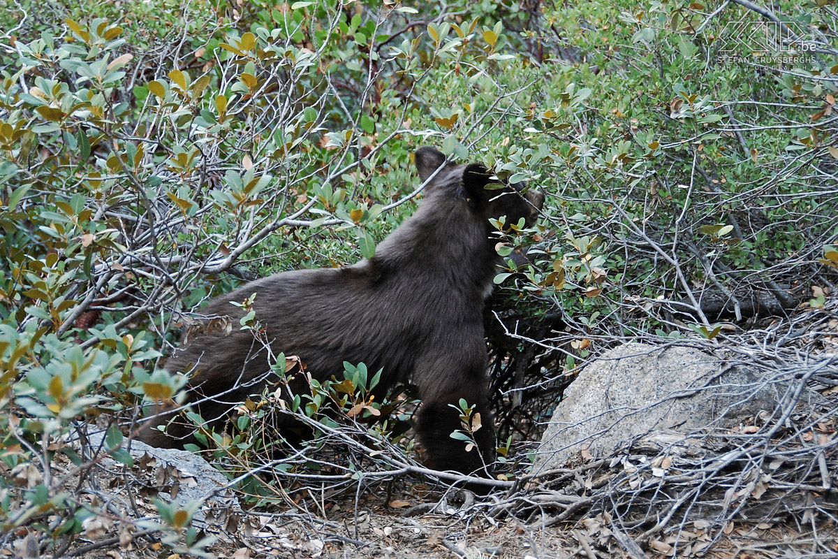Yosemite - 4 Mile Trail - Black Bear Yosemite (California) is one of the best known nature reserves in America. We follow the Four Mile Trail for a day trip to Glaciar Point and back. During the first part of the climb we are very lucky. We bump into a black bear(Ursus americanus) which crosses the trail in the forest. I succeed in taking a few pictures from less than 7m away from the beautiful animal. Stefan Cruysberghs